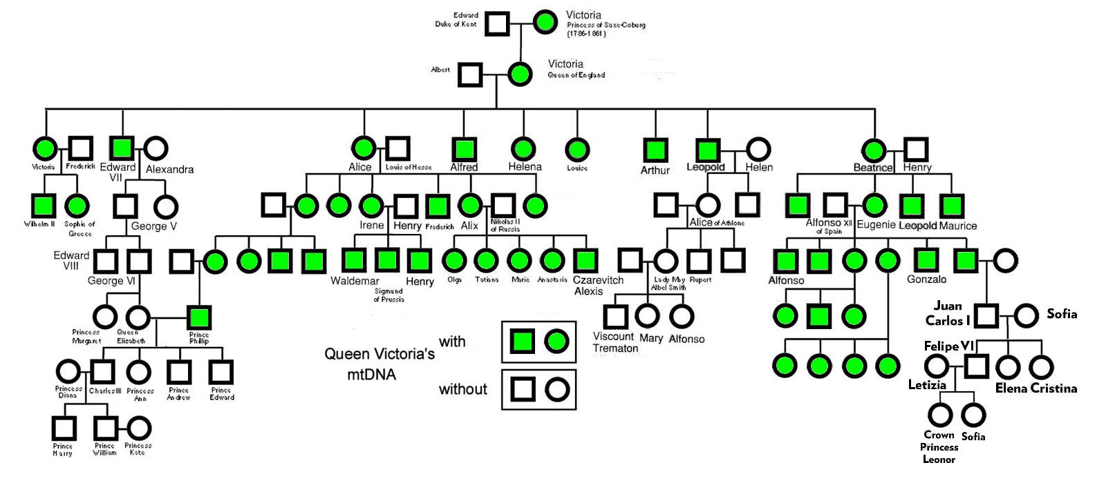 Queen Victoria's
          mtDNA