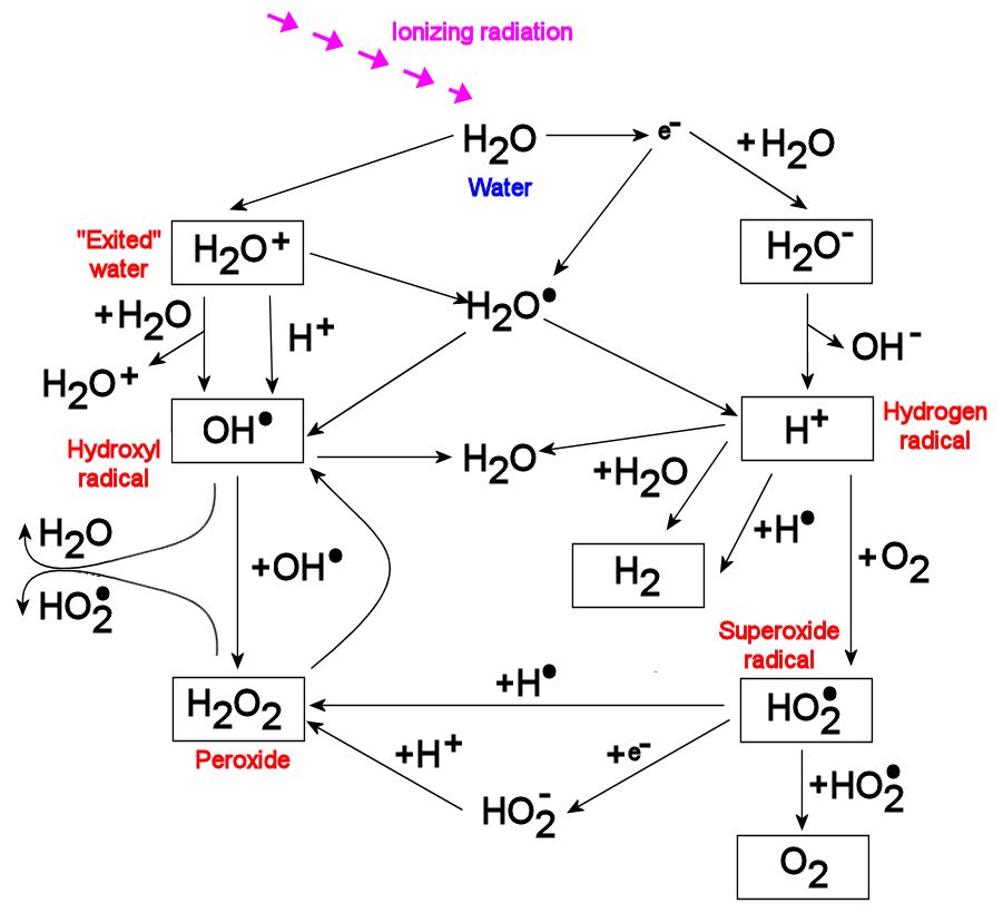 Radiolysis of Water