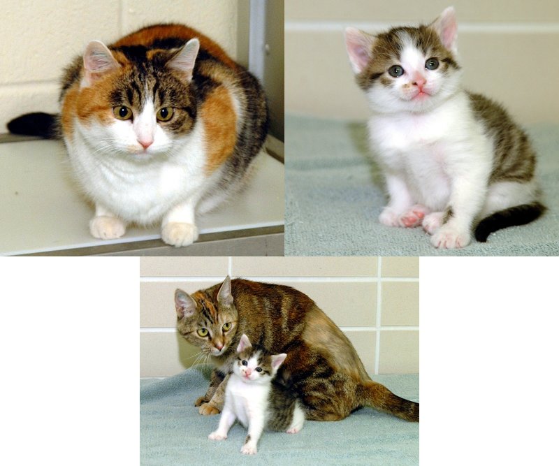Copy Cat