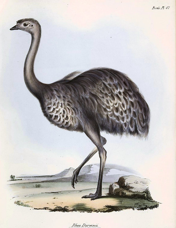 Rhea
          darwinii