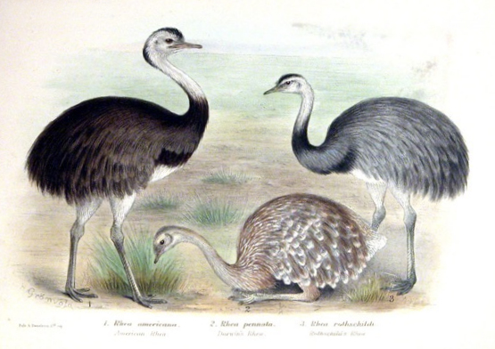 Rheas