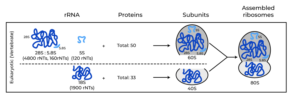 Vertebrate
Ribosomal Structure