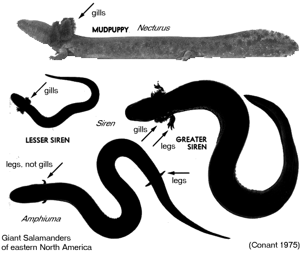 Amphiuma & Siren