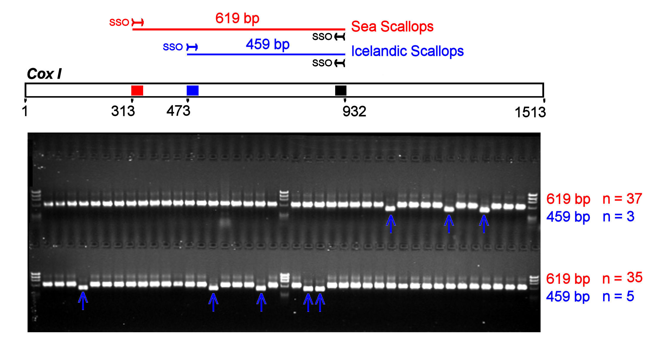 Scallop SSOs