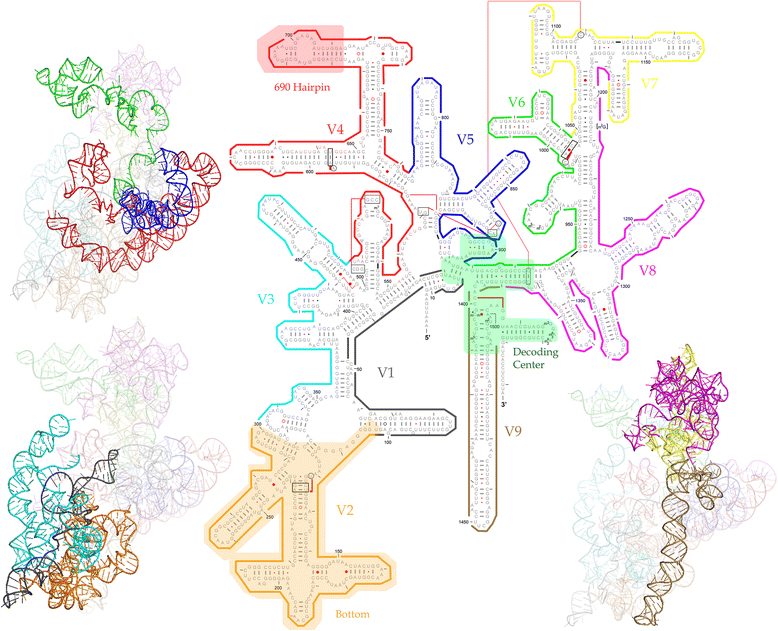 secondary & Tertiary rRNA structure