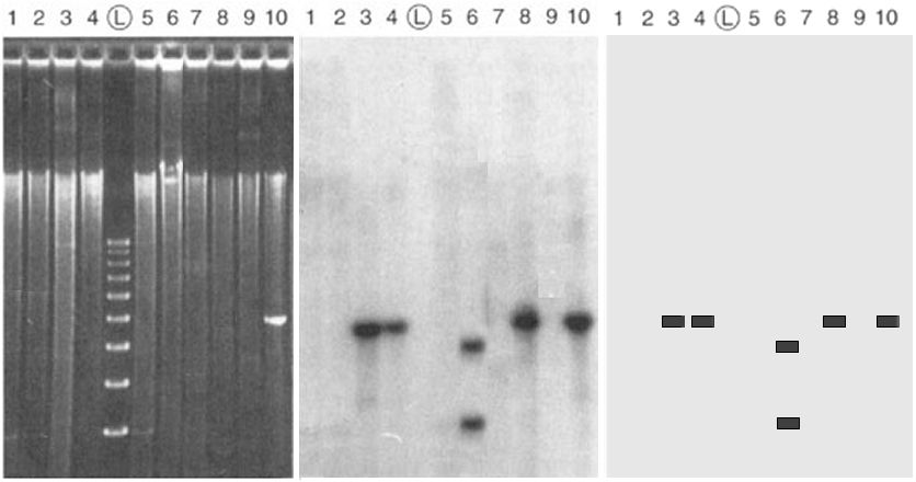 Southern Blot