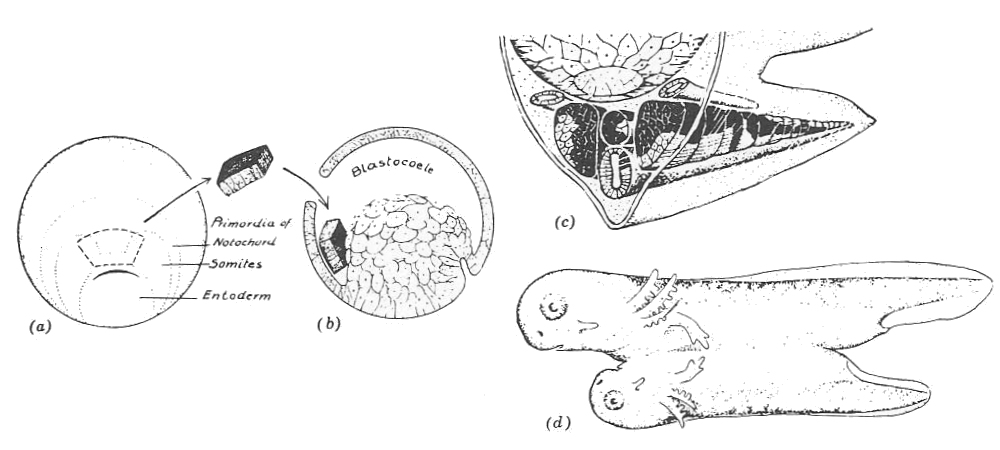 Spemann - Mangold
        transplant