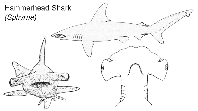 Chondrichthyes