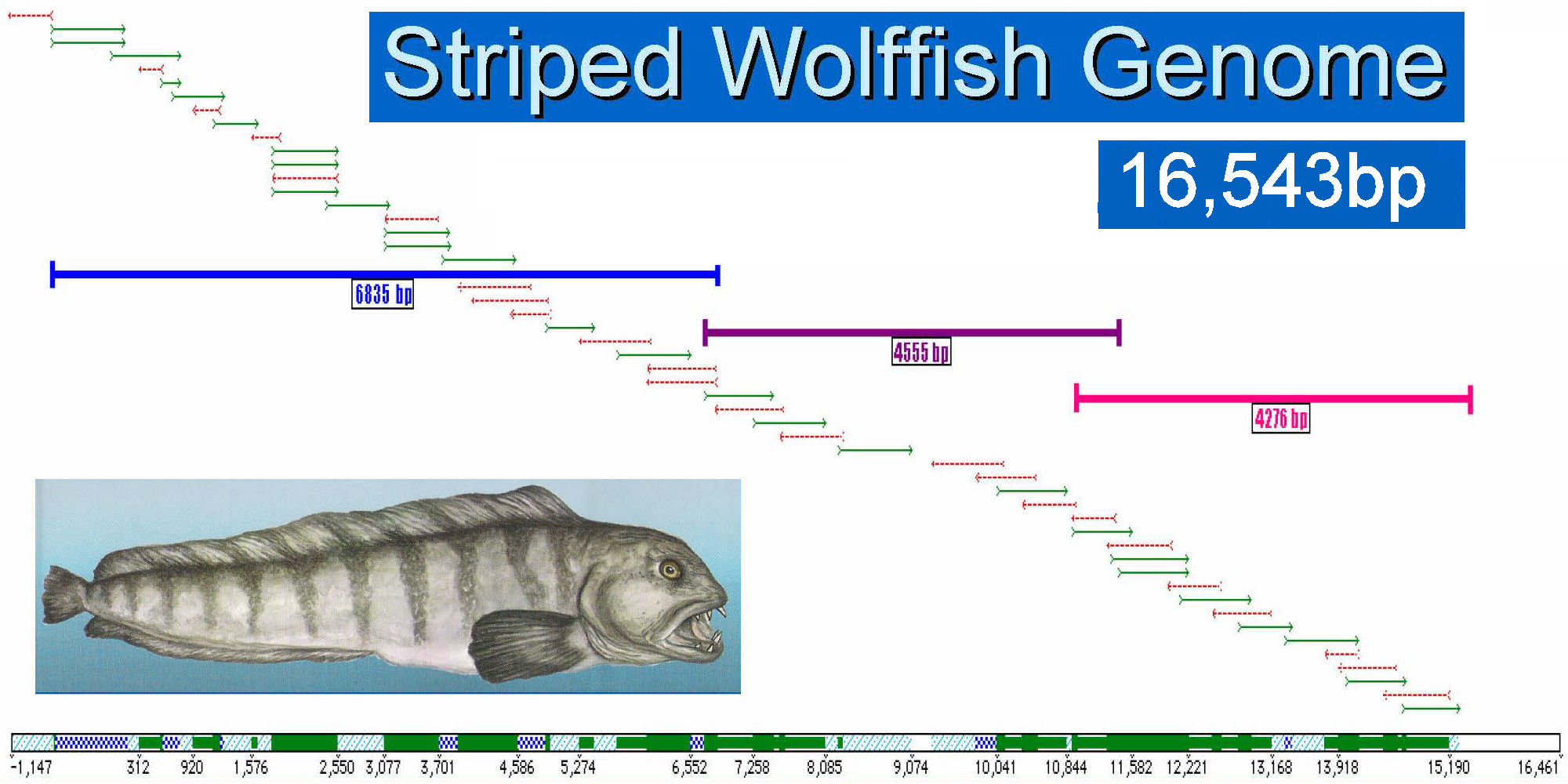 Striped Wolffish genome