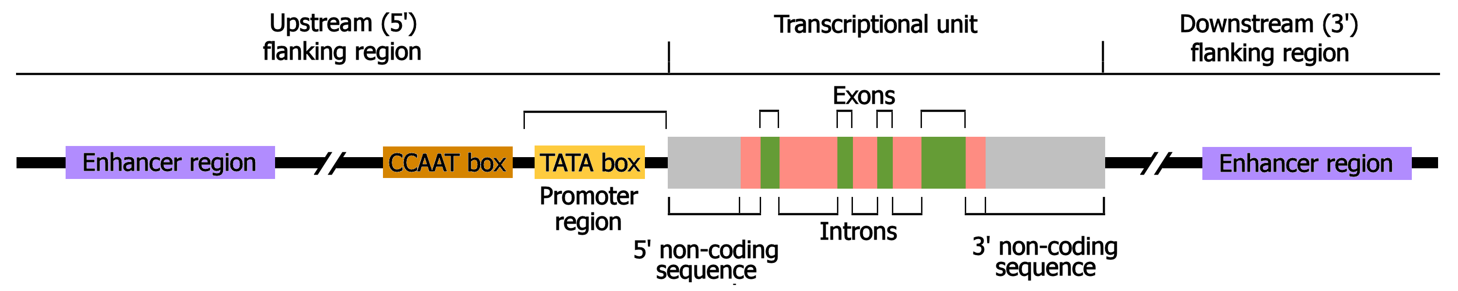 Structure of
a Eurkaryotic Gene