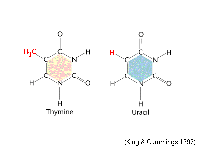 Thymine vs Uracil