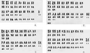 Thomomys bottae
          karyotype