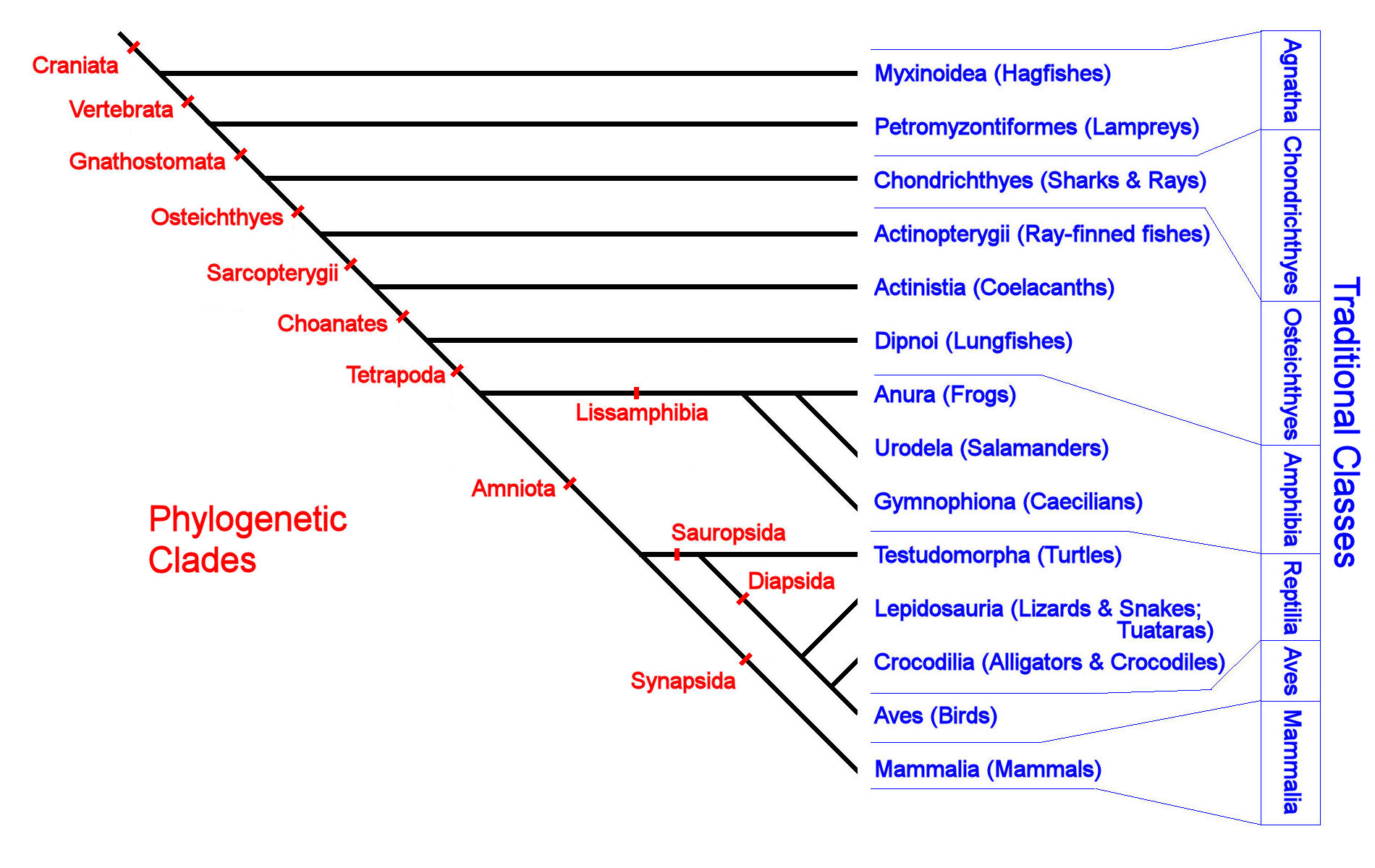 Phylogenetic taxonomy of the Vertebrates