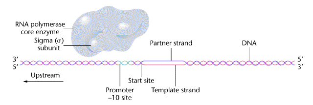 Transcription schematic