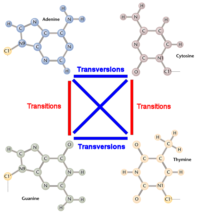 Transitions Vs Transversions
