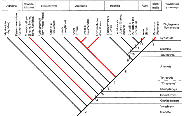 Vertebrate Classification