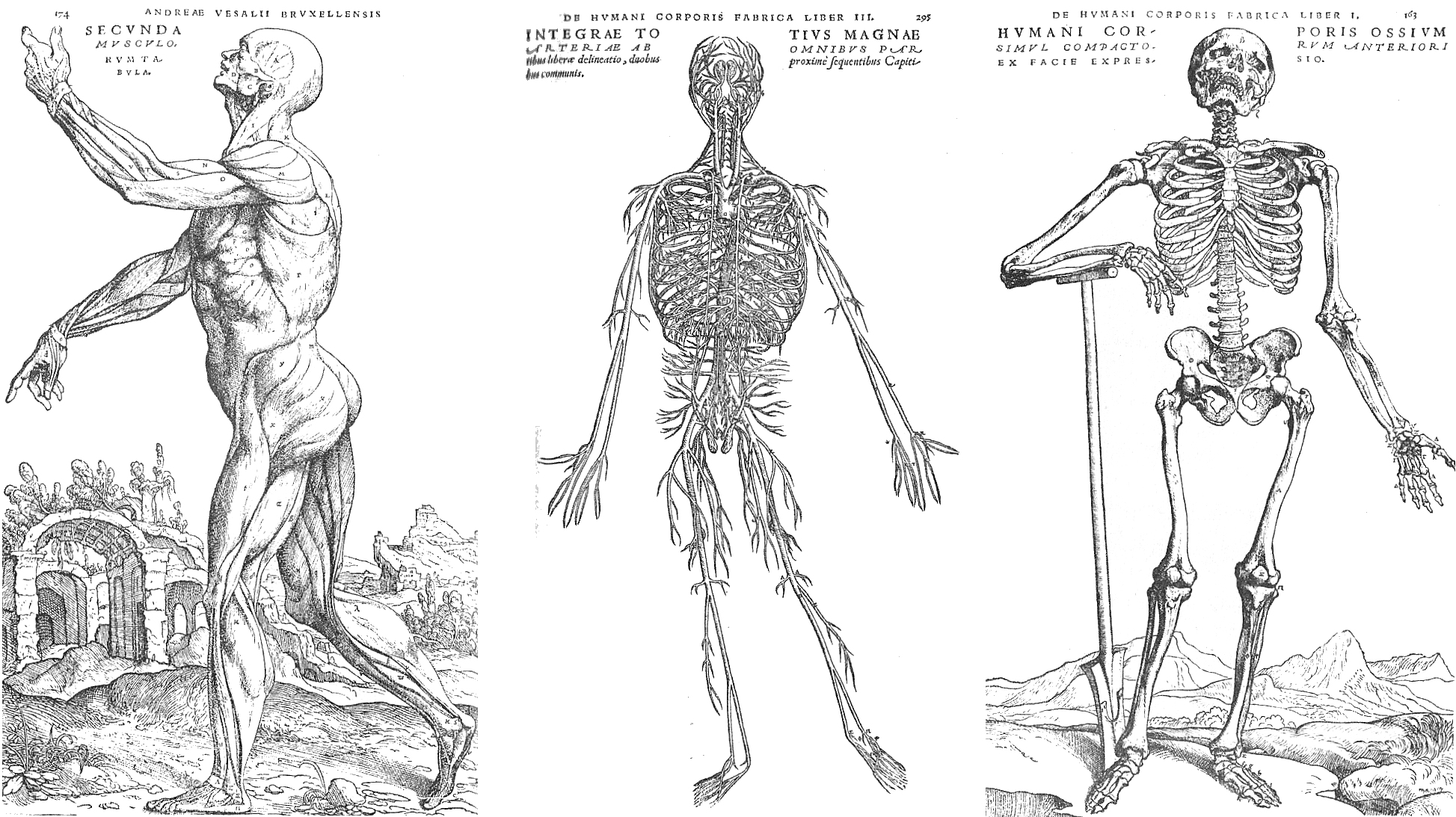 Vesalius