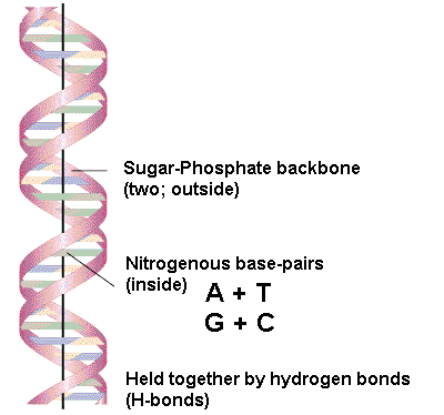 Watson-Crick Structure of DNA