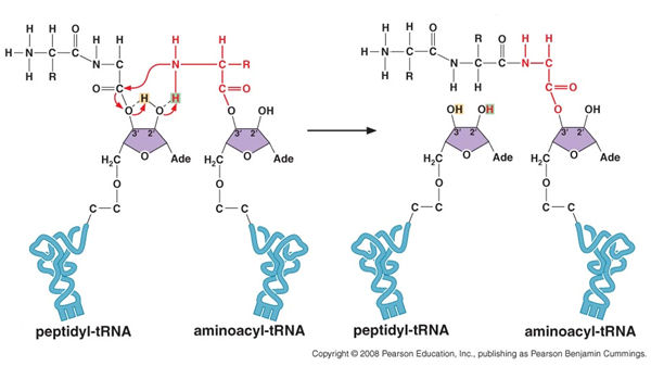 Watson et al
            14-33