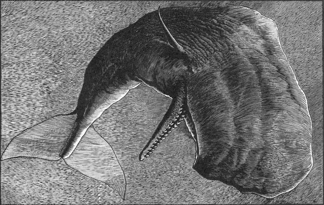 Whale Woodcut