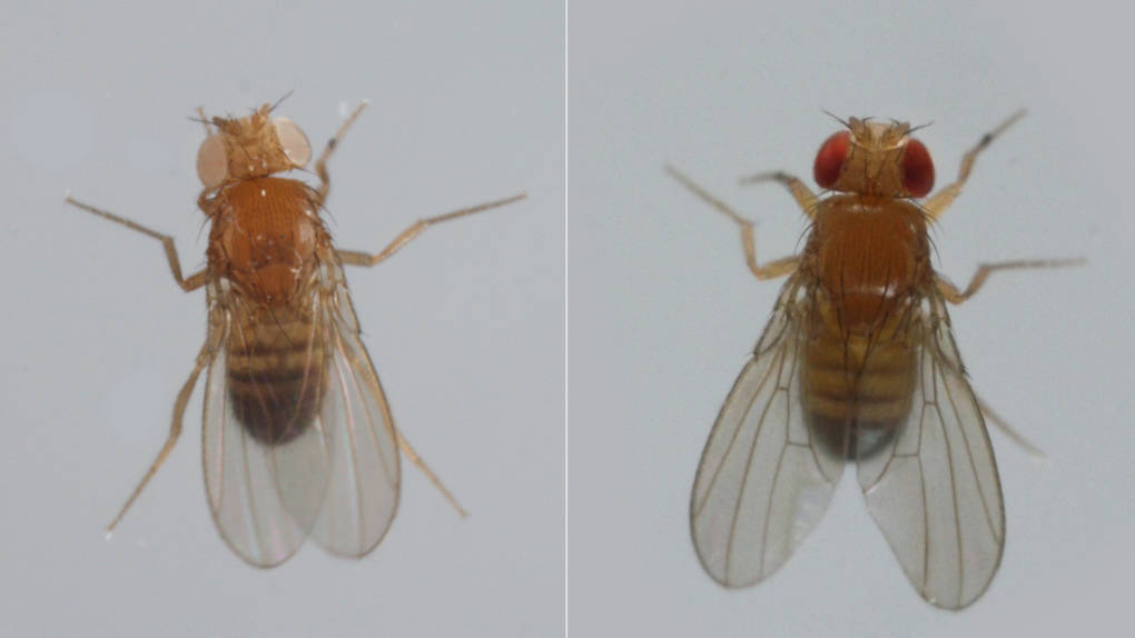 White-eyed male & Red-eyed-female flies