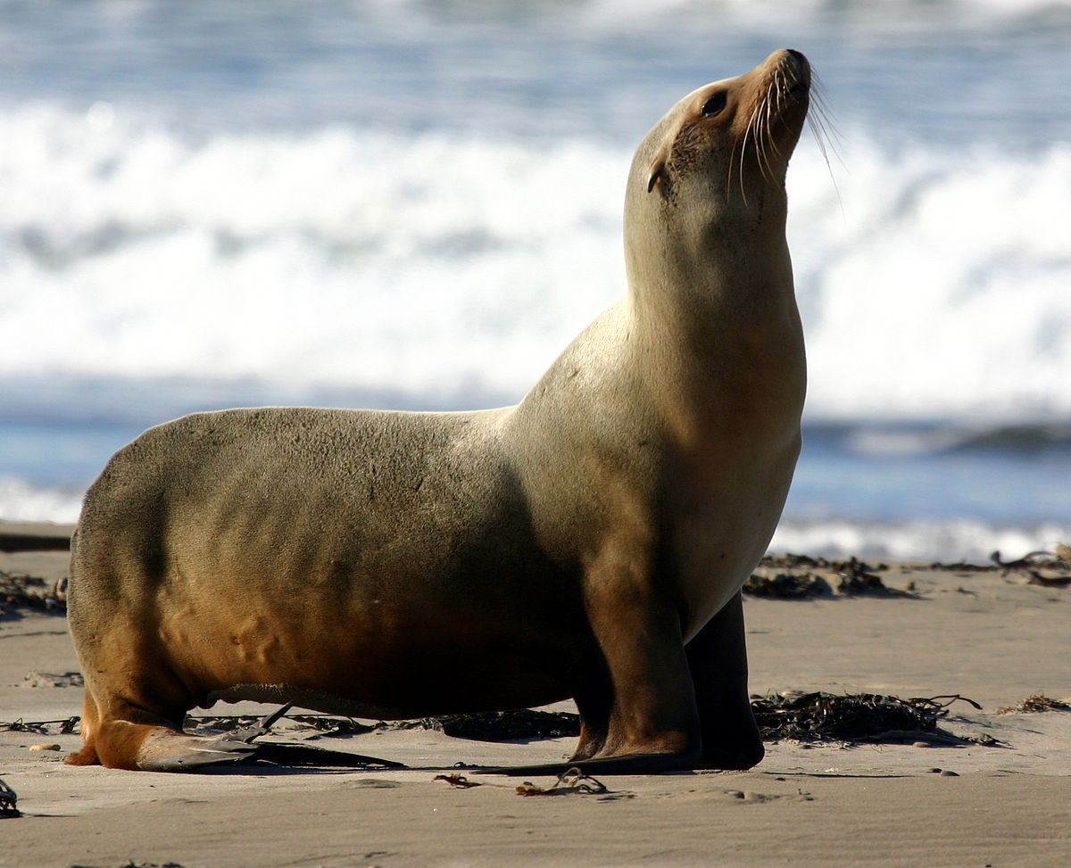 Zalophus
        californianus
