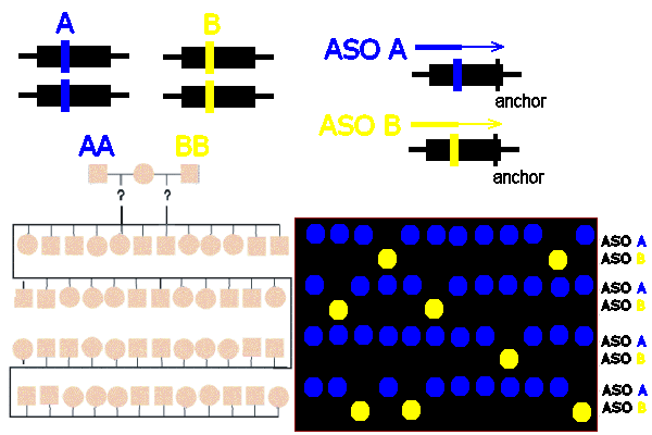 SNP ASO test