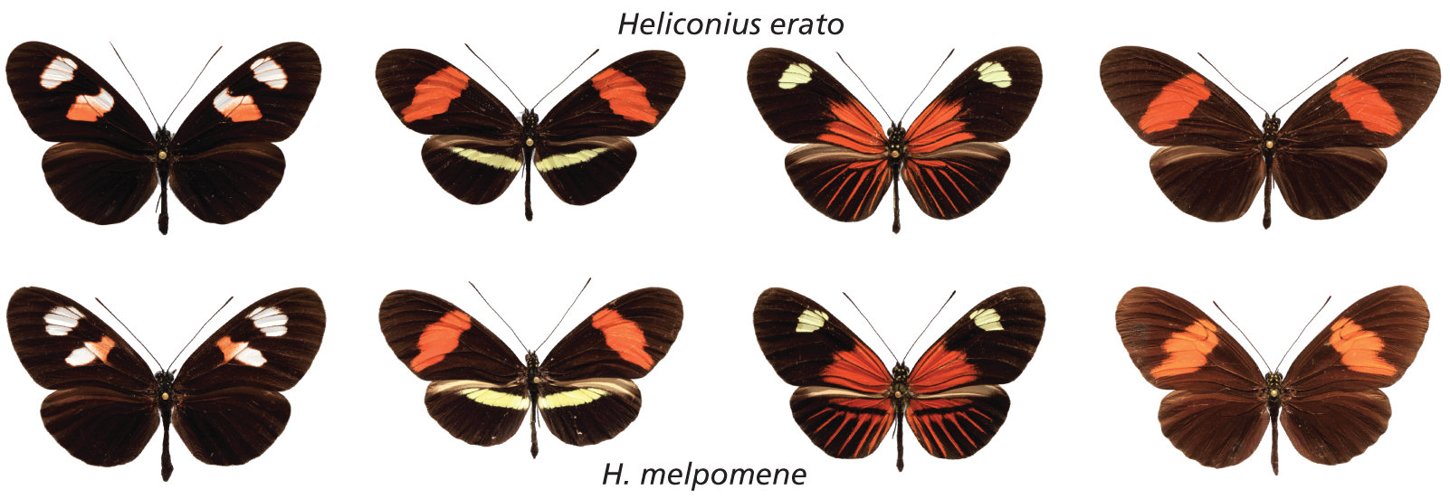 Heliconius mimicry