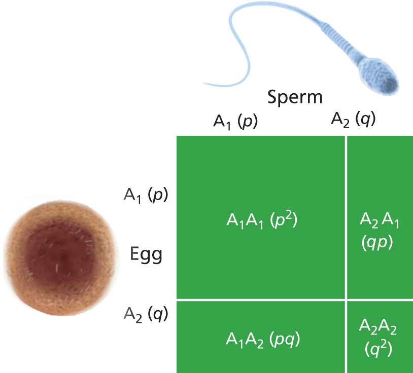 c03fig001smc.jpg