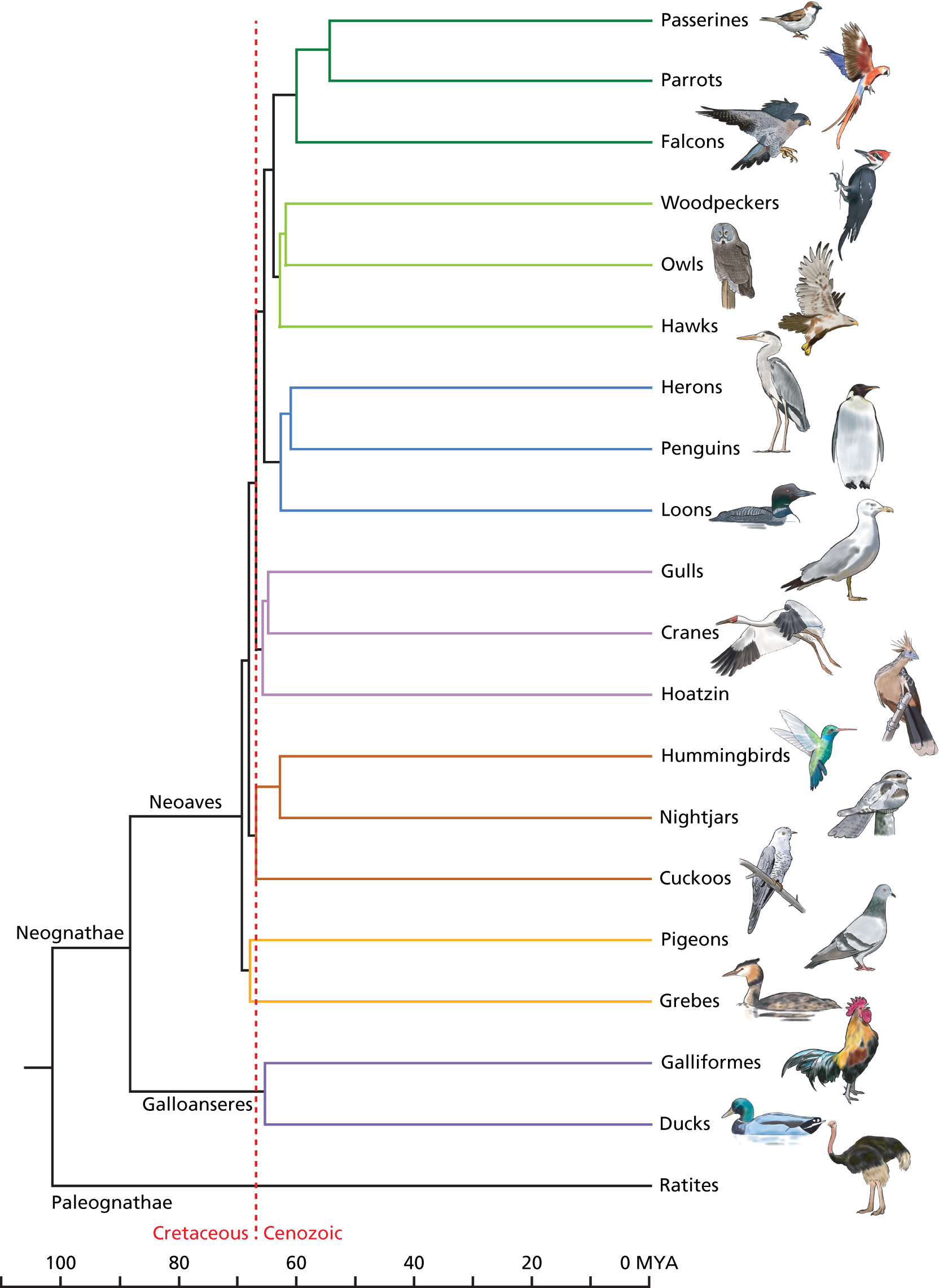 Evolutionary Radiation of Birds