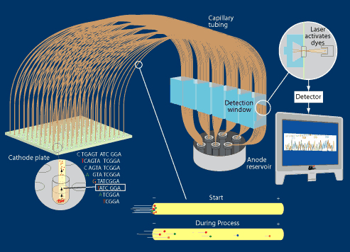 96-well
            capillary electrophoresis