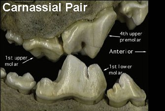 Carnassial pair