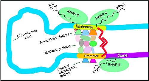 A diagram of a gene editing processDescription
              automatically generated