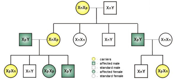 colour deficiency pedigree