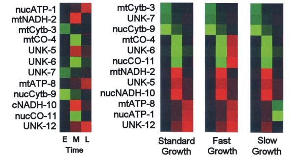 Hierarchal Analysis array