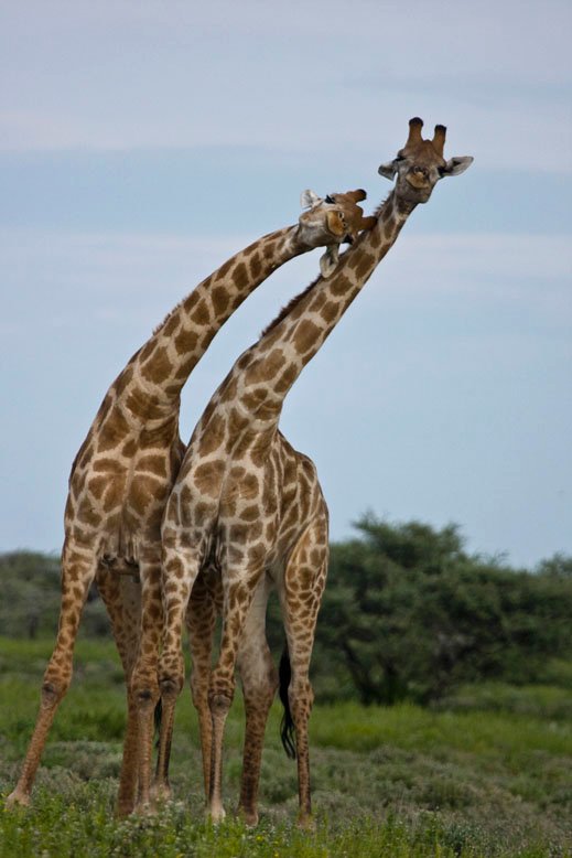 Giraffes necking