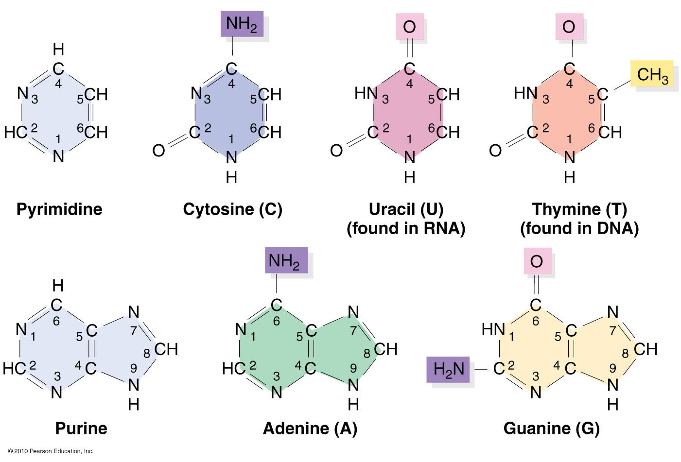 Standard bases, with names Standard bases, with names