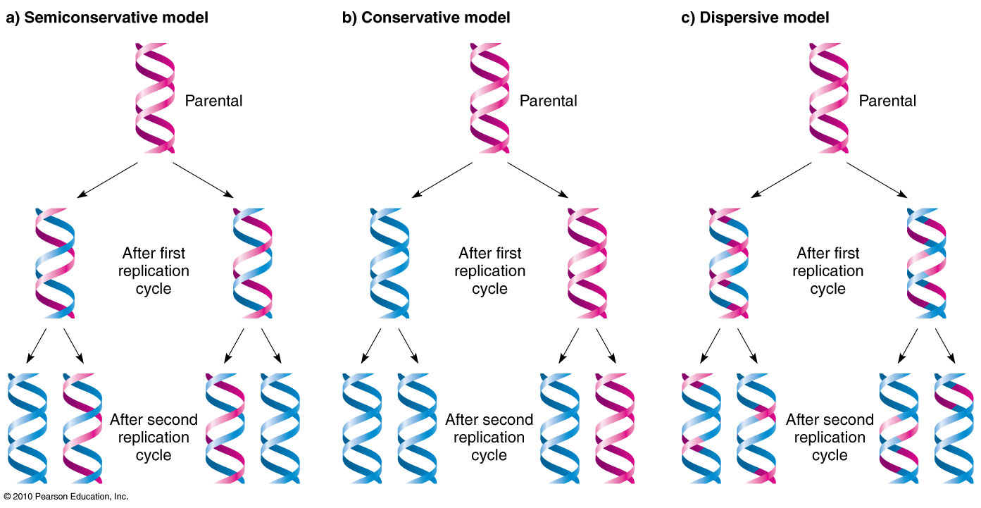 Modes of DNA Replication