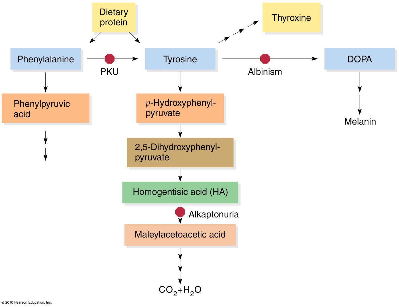 Inborn Errors Of Metabolism Chart