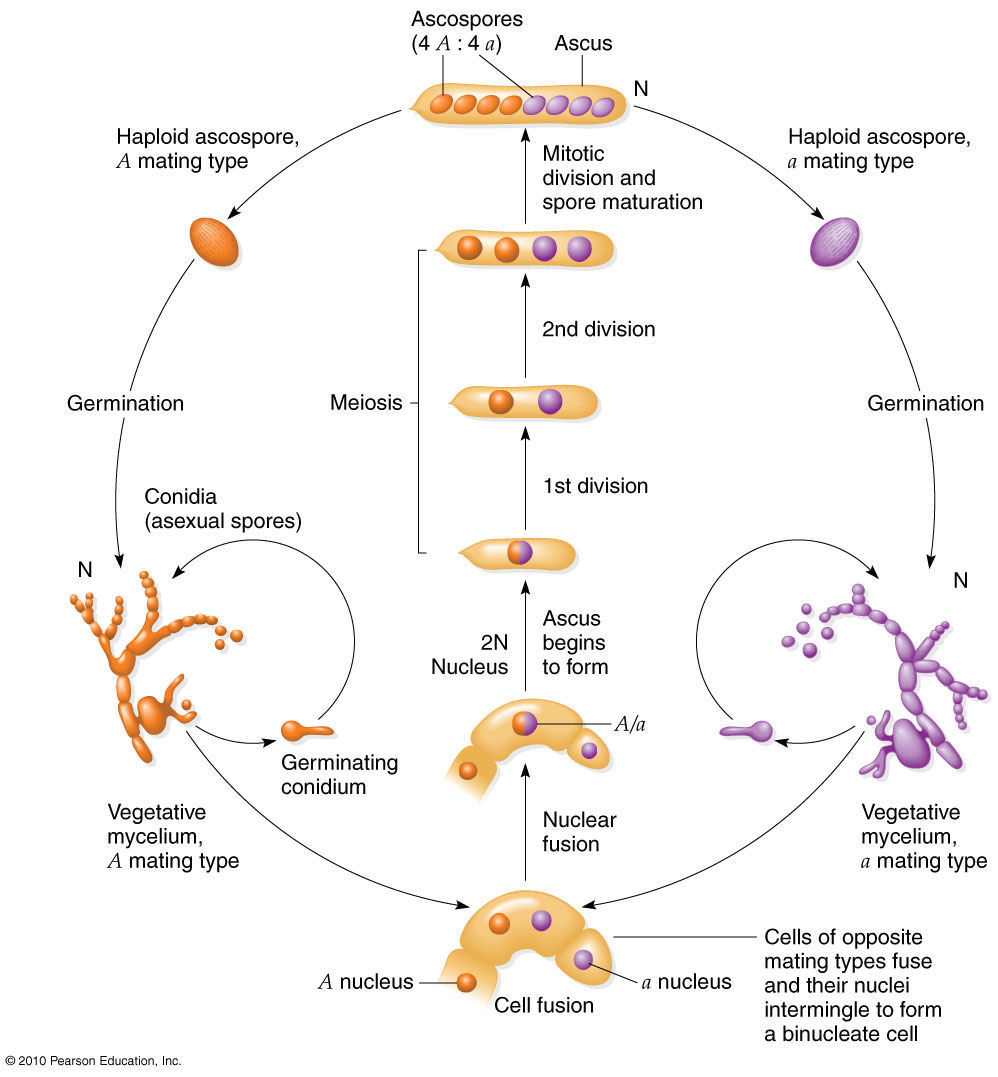 Lifecycle Of Neurospora A