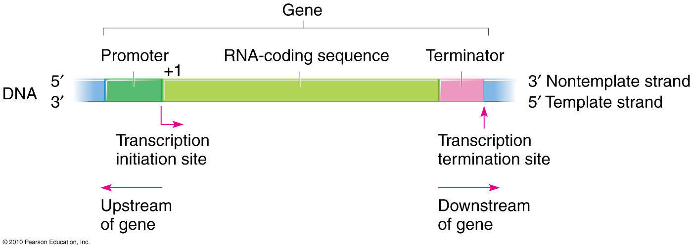 Transcription unitͼƬ