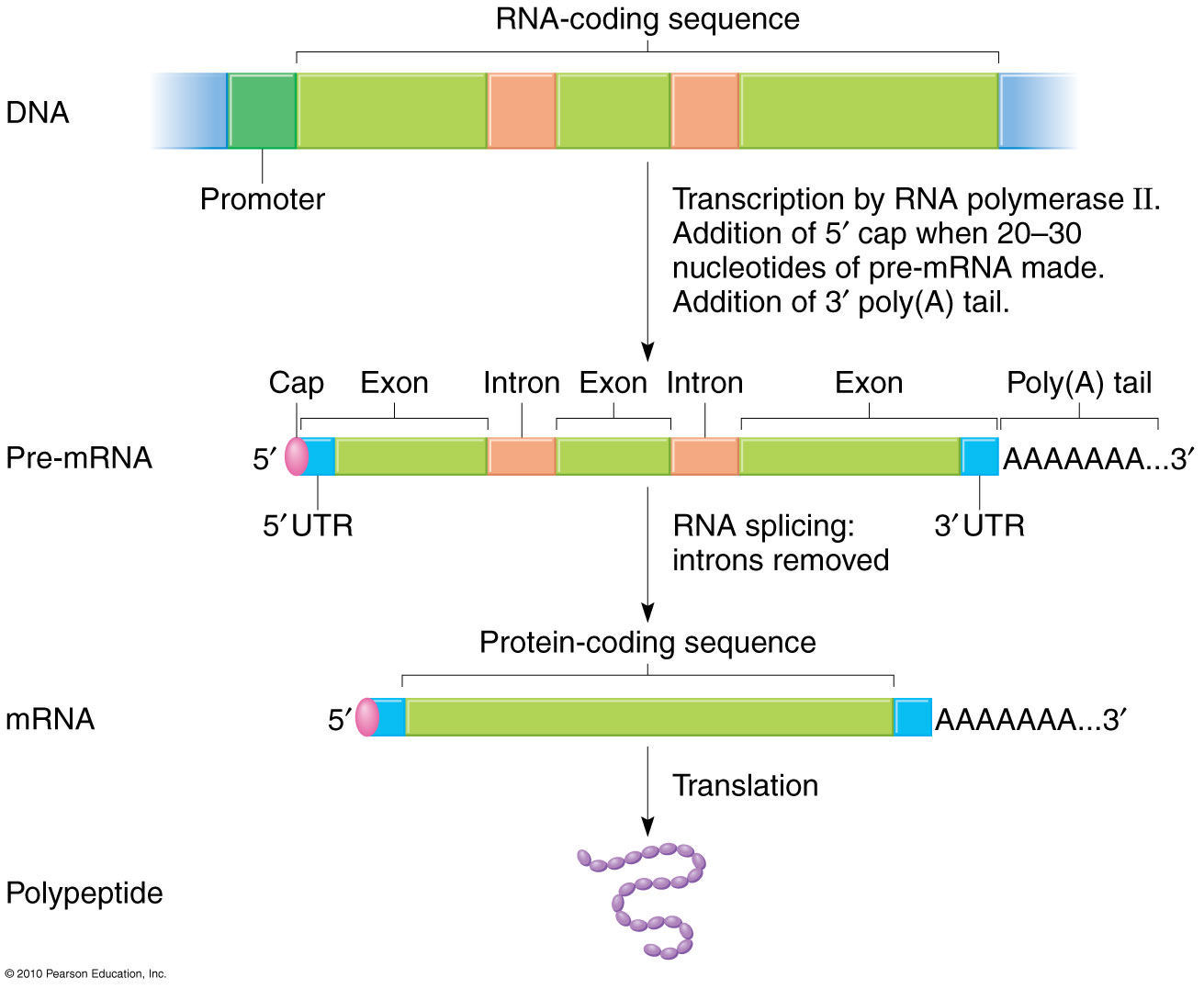 rna processing