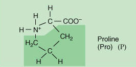 Proline