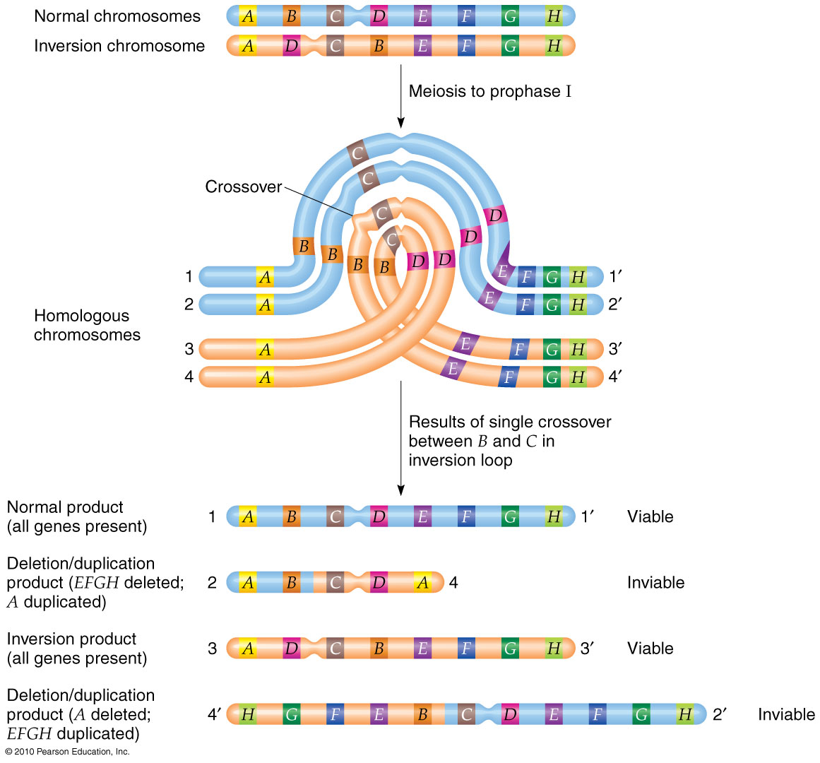 Pericentric Inversion