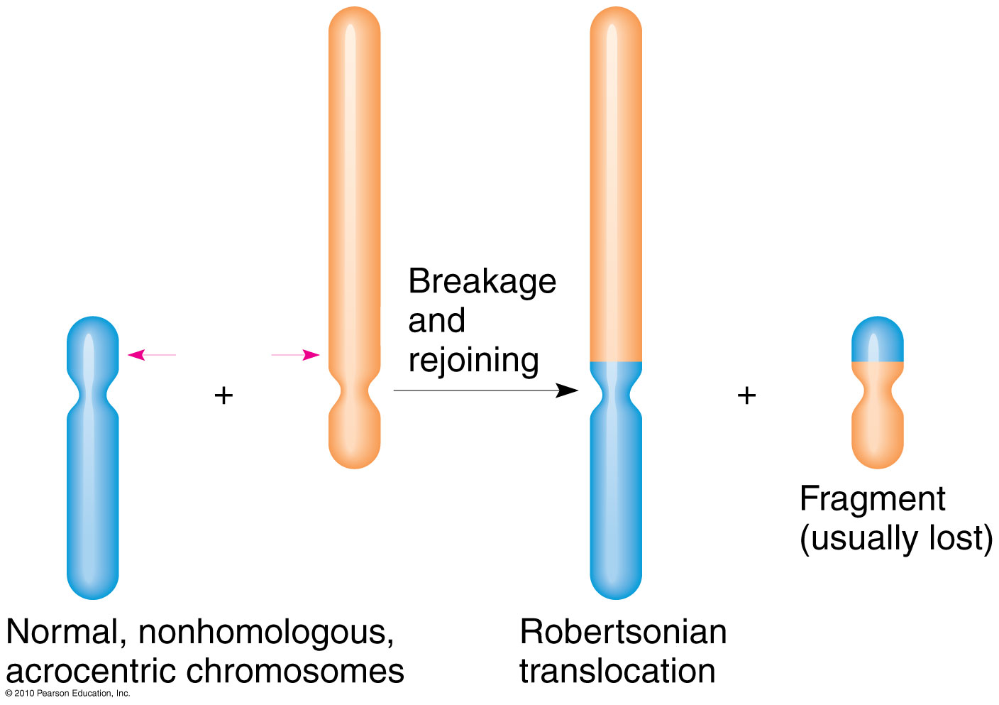 la Translocation