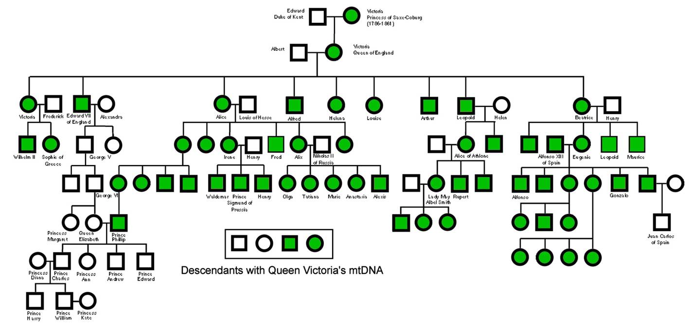 Hemophilia Pedigree Chart Royal Family