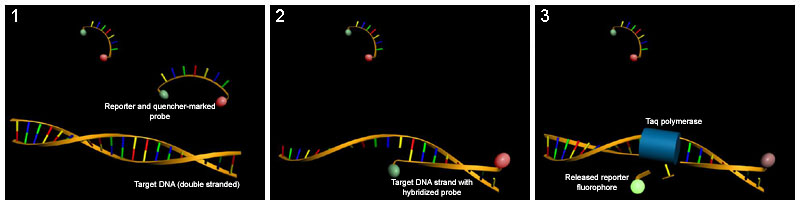 qPCR