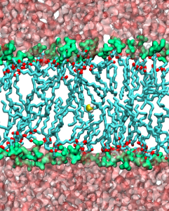 Hydrogen sulfide permeating through a lipid bilayer
