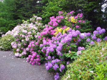 Rhododendron Border
