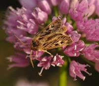 A picture of an Antler Moth